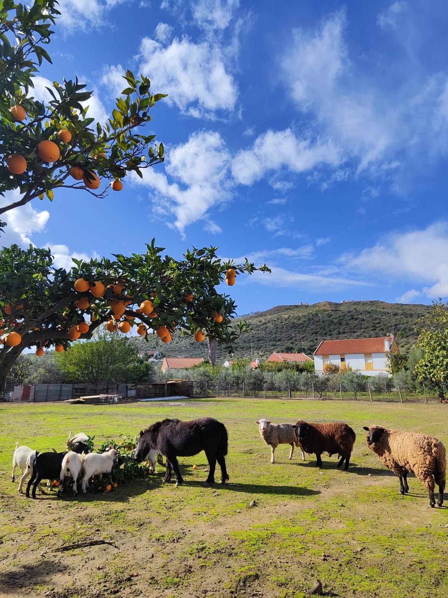 Quinta Da Ponte Das Hortas 2 Elvas Esterno foto